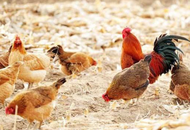 散养鸡